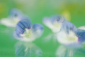 Tiny Flowers with Reflection